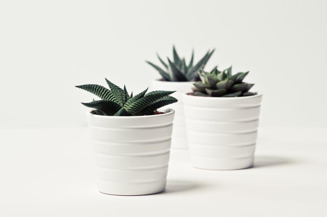 Plant pot 3pcs